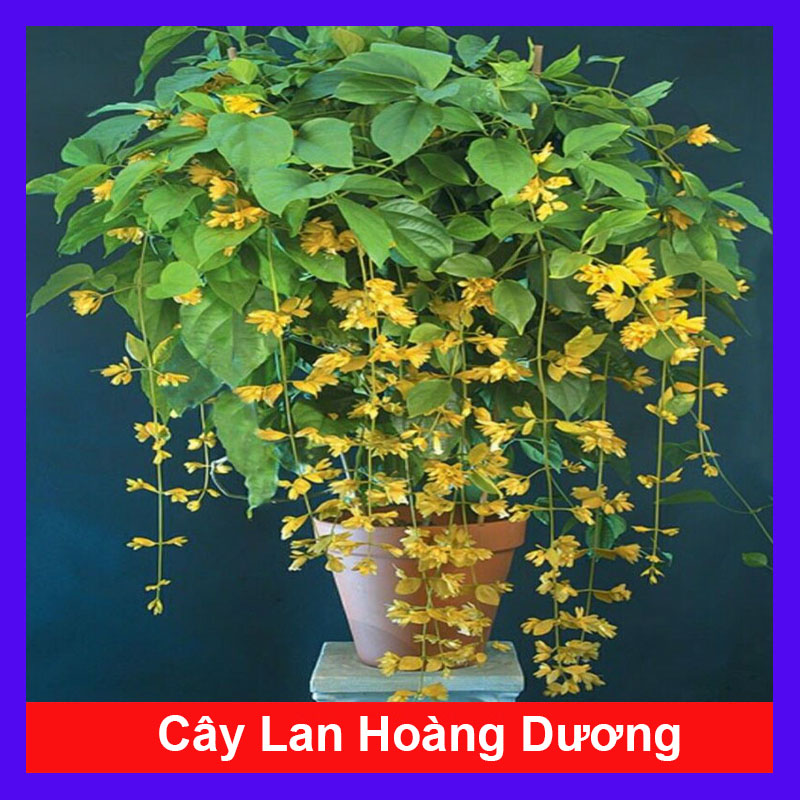 Lan Hoàng Dương Chuỗi ngọc hoa vàng - Cây cảnh sân vườn