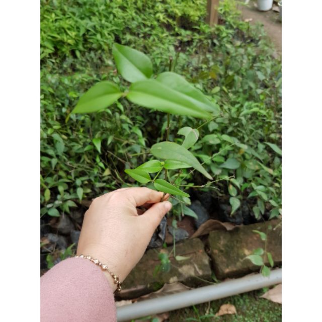 CÂY GIỐNG CHÈ VẰNG