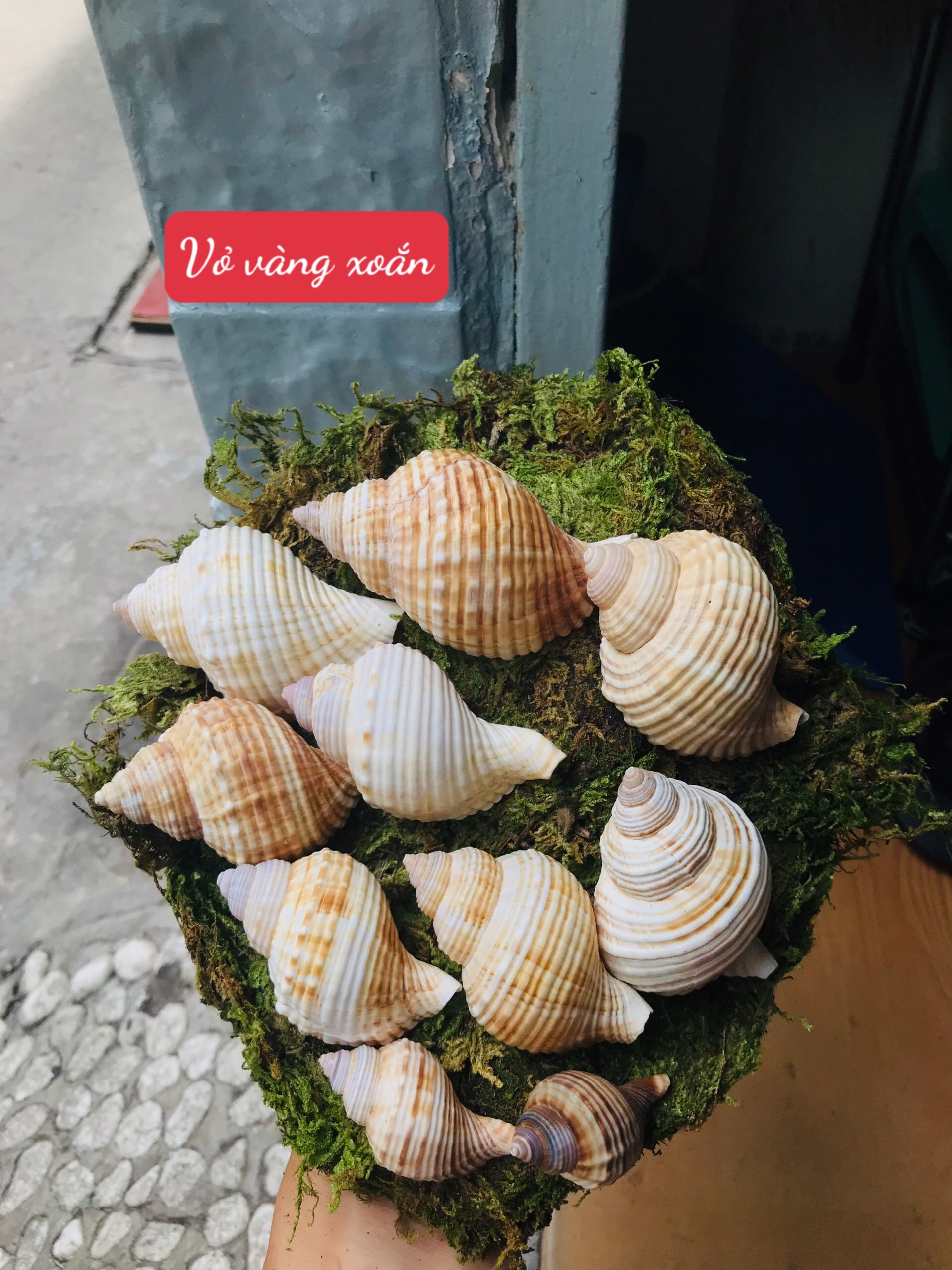 Vỏ Nhung Dành cho ốc mượn hồn