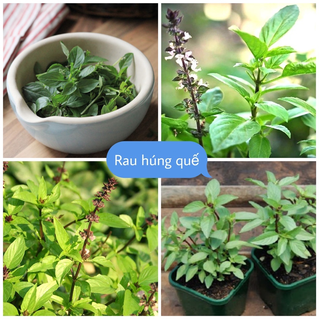 Hạt Giống cây Rau Húng Quế ,rau thơm-gói 2gram