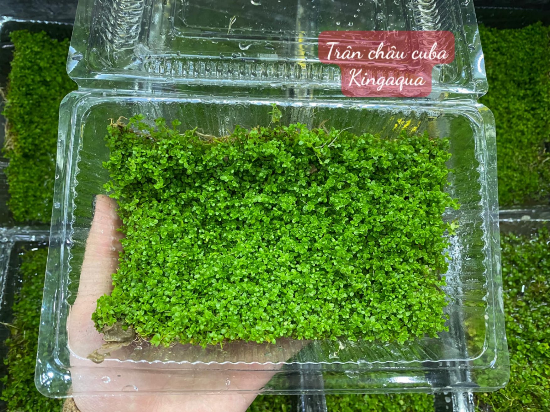 Trân châu cuba