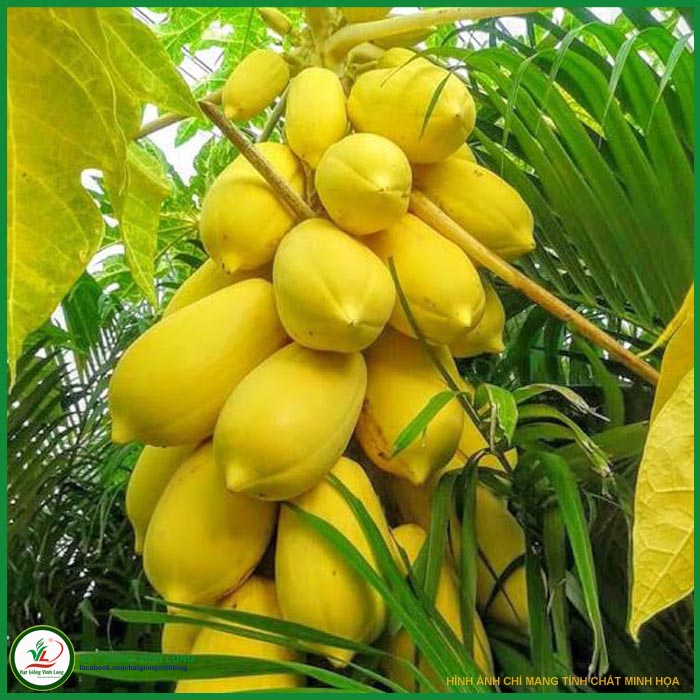 Hạt giống Đu đủ vàng Vĩnh Thành - 5 hạt