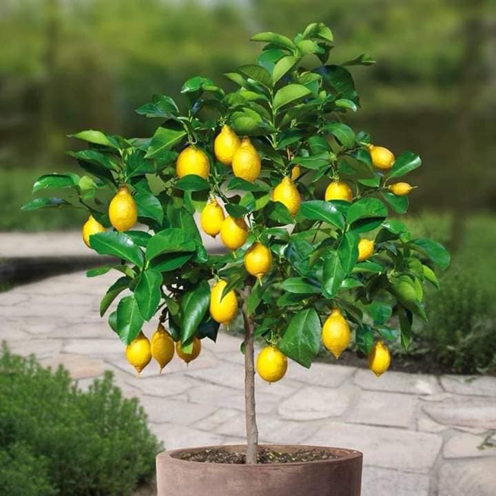 Cây chanh vàng mỹ cao 30-40cmFreeship ♥️Siêu Giảm Giá♥️