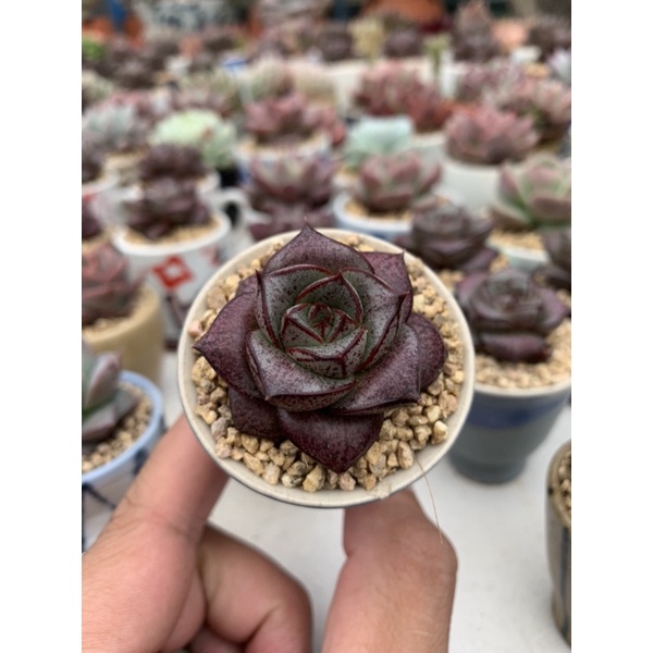 SEN ĐÁ BÔNG HỒNG ĐEN CHẬU GỐMLỖI 1 ĐỔI 1 size mini