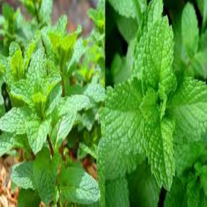 hạt giống rau bạc hà gói 100 hạt mua từ 50k tặng 2 sản phẩm