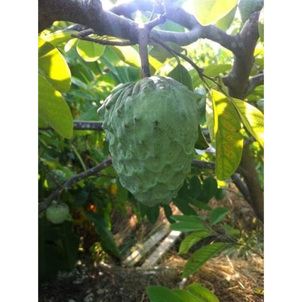 Cây Na Dứa Đài Loan Quả To 1Kg