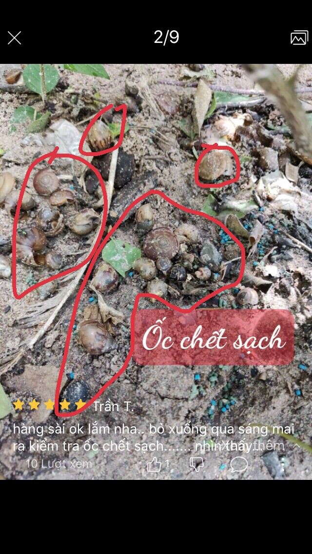 Bả diệt tất cả loại ốc sên - ốc bươu Vàng- ốc ma- ốc nhớt hại cây trồng diệt cả ốc lớn và nhỏ chết sạch tại chỗ hủ an toàn Cây Trồng, Cá, Vật Nuôi hủ 200g