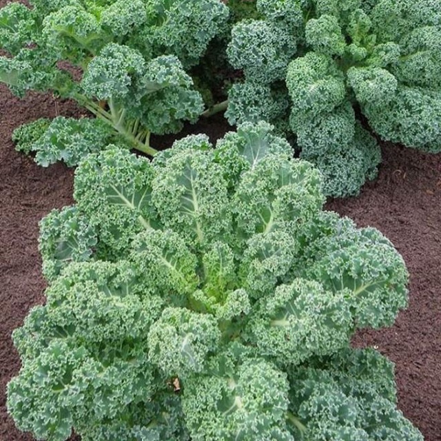 Hạt giống rau cải xoăn lake
