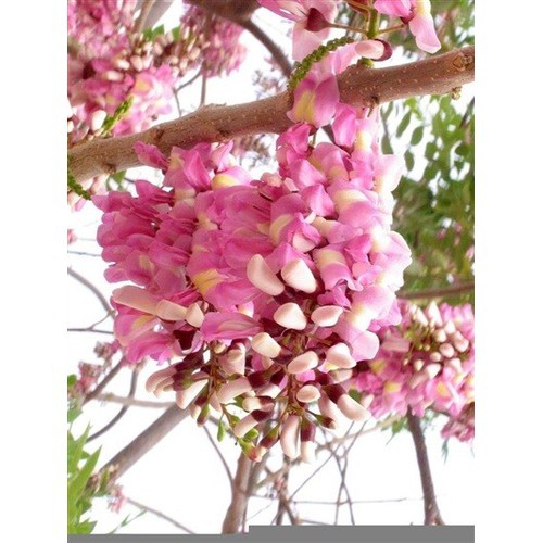 Cây giống mai anh đào siêu siêu đẹp