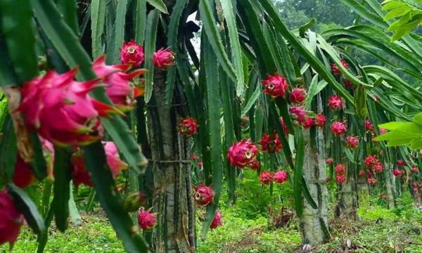 Cây giống thanh long ruột đỏ
