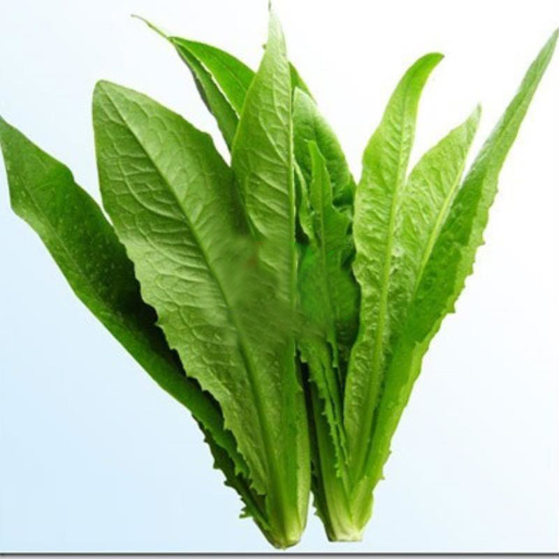Hạt giống rau diếp thơm, dễ trồng, dễ chăm sóc, cây khoẻ, năng suất cao RT009 - svina seeds