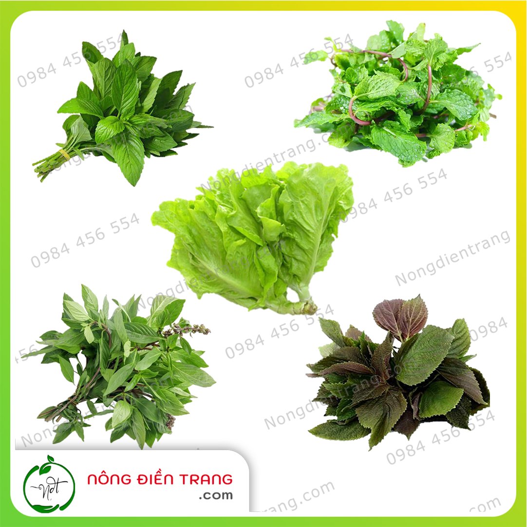 Combo Hạt Giống Rau Ăn Sống Các Loại Thông Dụng, Dễ Trồng - Hạt giống rau củ quả dễ trồng, tỉ lệ nảy mầm cao, sinh trưởng khỏe Divi Store