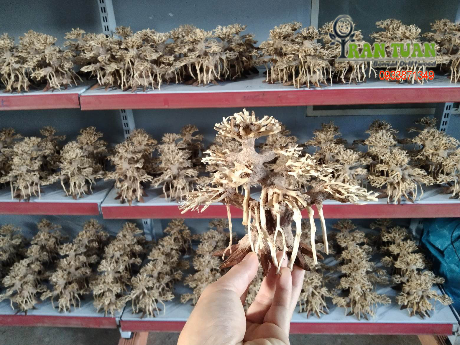 Cây lũa bonsai mini dành cho hồ nhỏ, hồ dưới 40cm