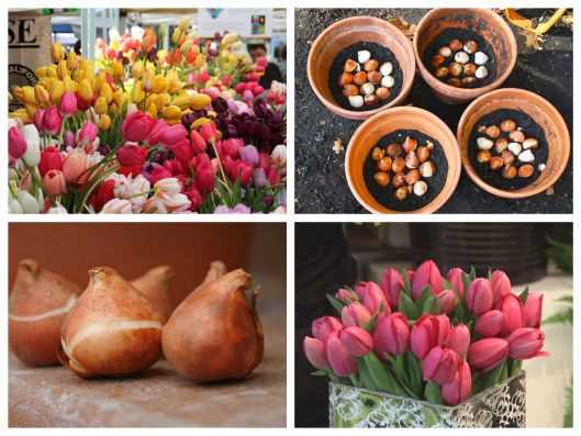 com bo 5 củ hoa tuy lip hà lan-củ giống