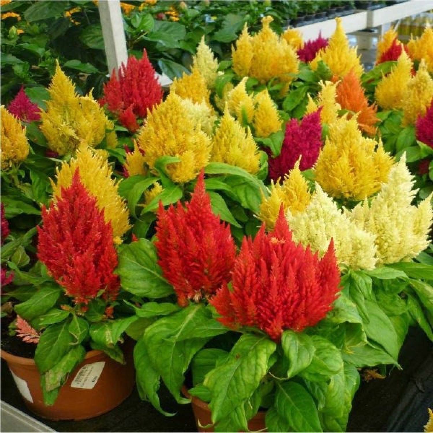 Ma23a gói 50 hạt giống hoa mào gà lửa