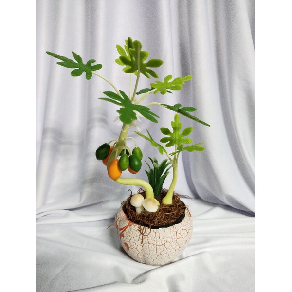 Chậu đu đủ đất sét cao 25cm