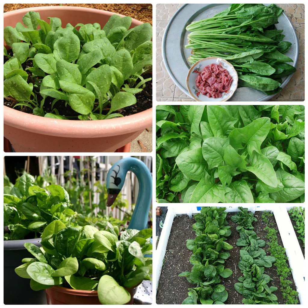 SET 02 gói hạt giống rau bina Rau bó xôi dễ trồng tặng 1 phânbón