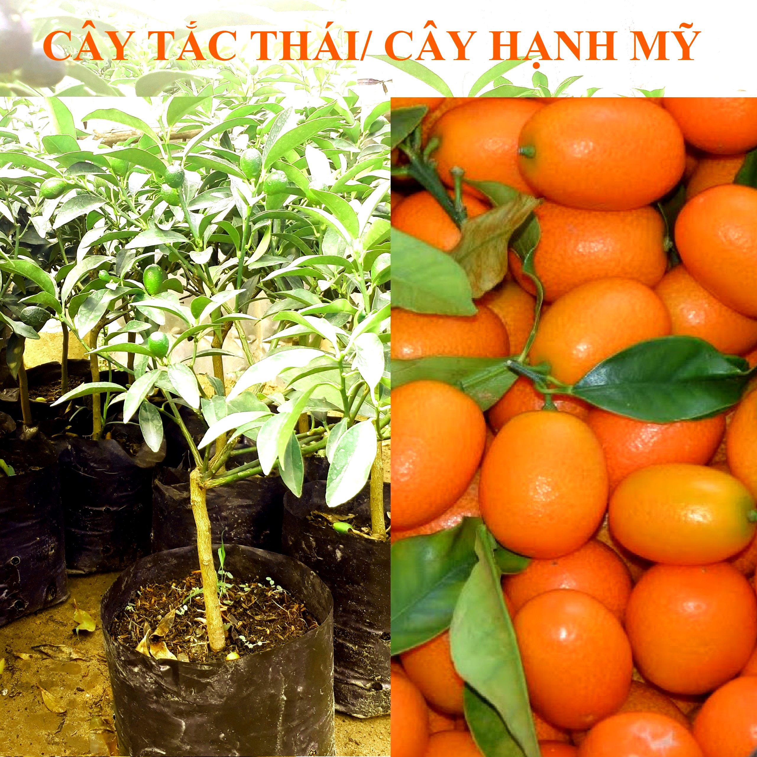 CÂY TẮC THÁI GIỐNG DÁNG BONSAI - CÂY TẮC MỸ - CÂY QUẤT THÁI