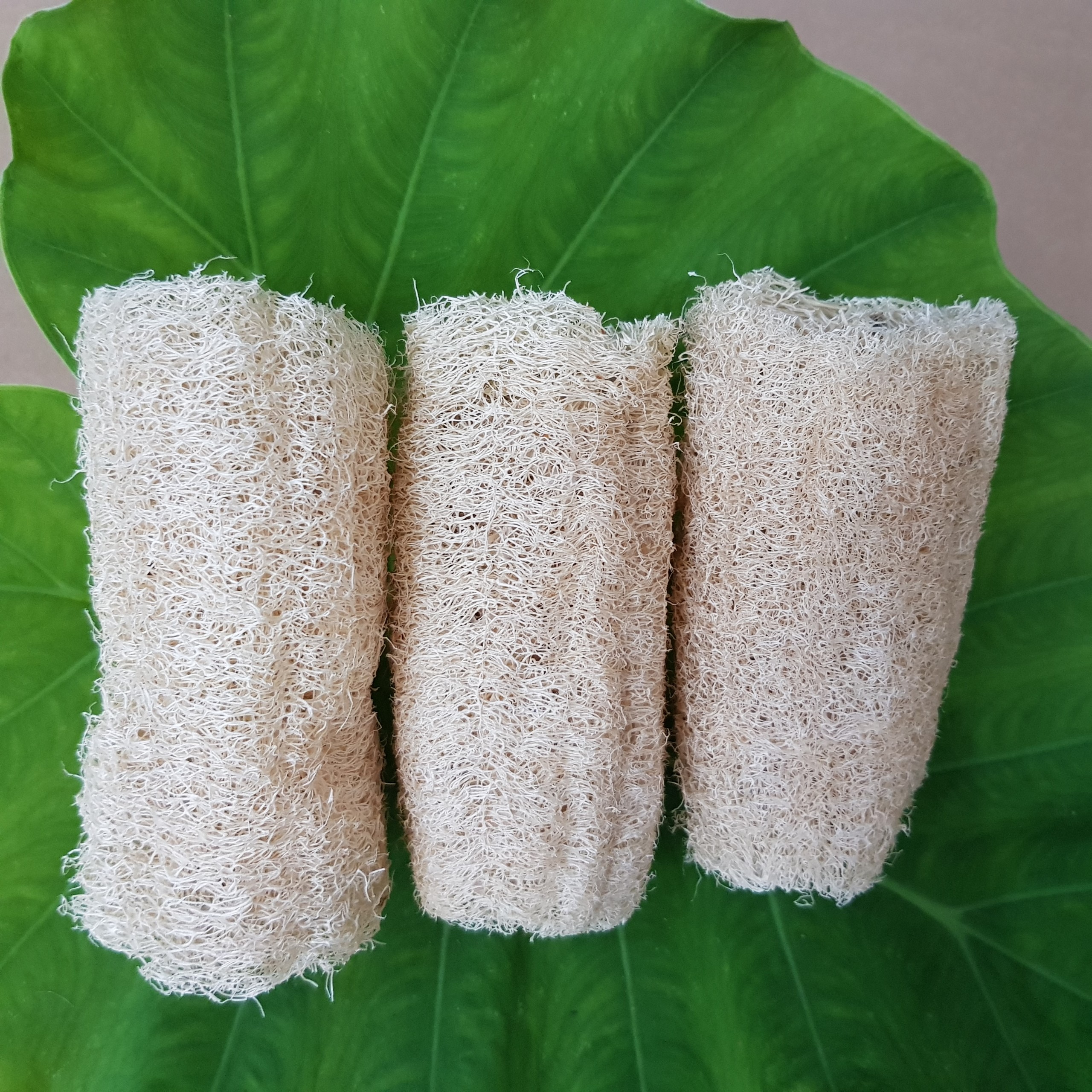 Combo 3 xơ mướp cắt khúc dùng rửa chén, rửa bát