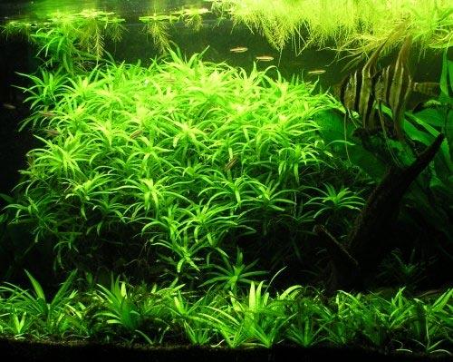 Tiểu trúc diệp. thuỷ sinh (15 nhánh)