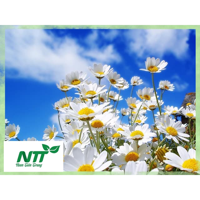 Hạt giống hoa cúc họa mi tn