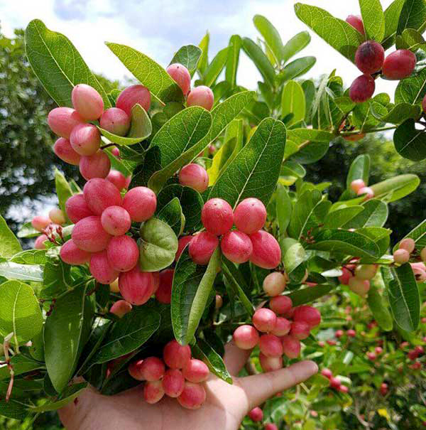 Cây Siro - làm bonsai, lấy trái làm siro