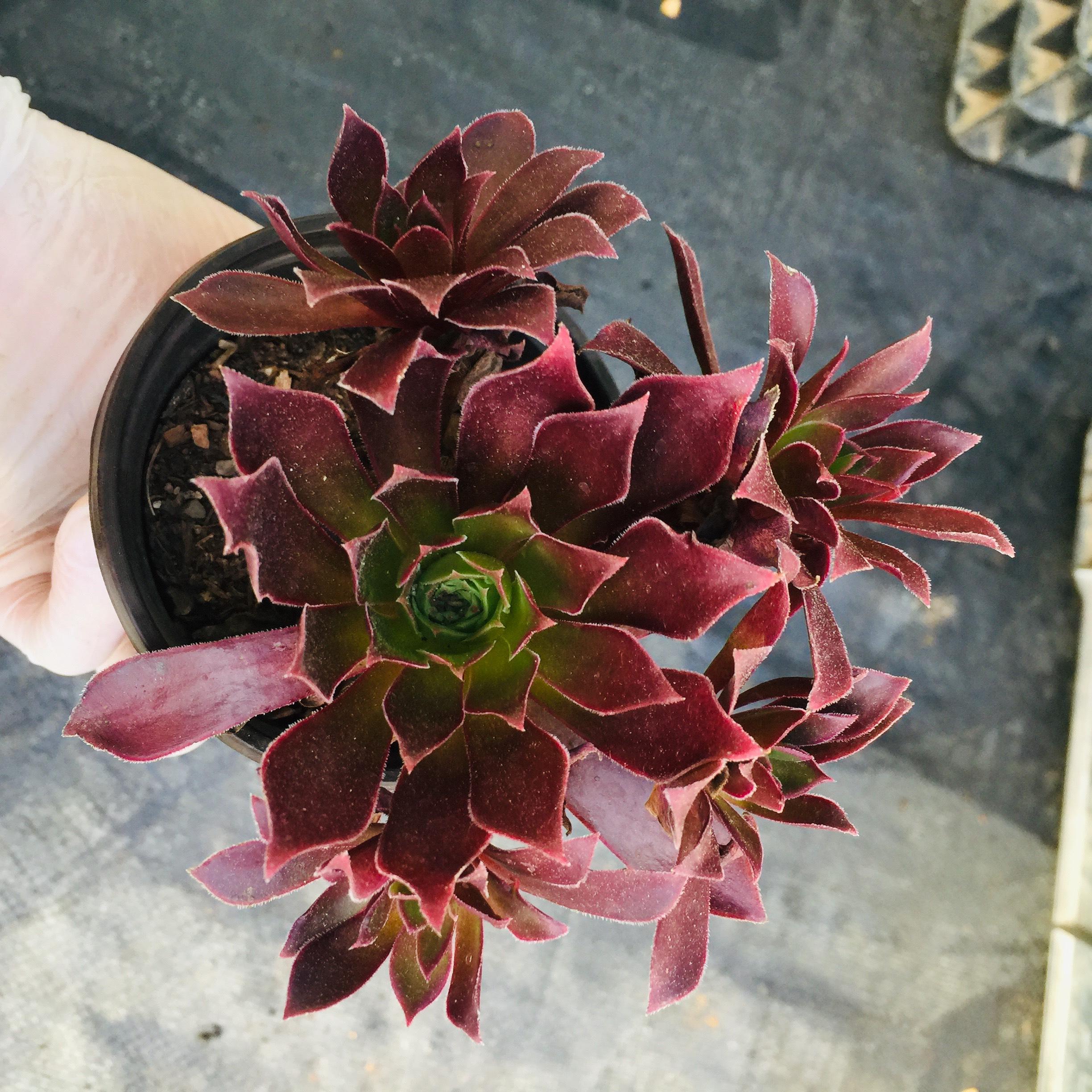 Sen đá cổ thụ aeonium đỏ
