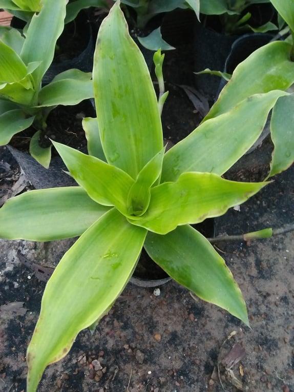 [HCM][BUY 3 FREE 1] CÂY LƯỢC VÀNG