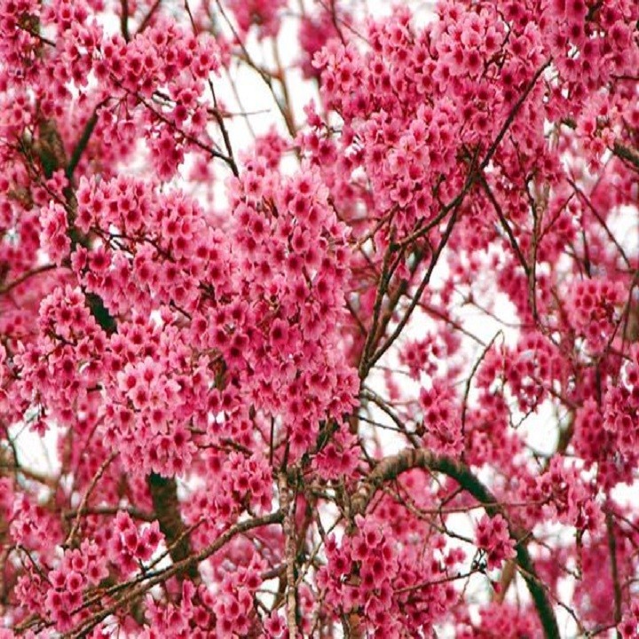 COMBO 3 CÂY GIỐNG HOA MAI ANH ĐÀO NHẬT BẢN