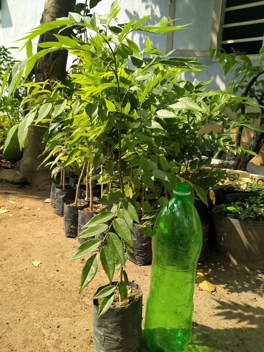 10 cây xưa đỏ cao 50cm