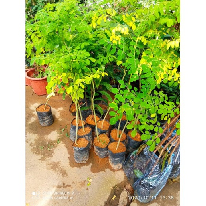 CÂY GIỐNG CÂY RAU CHÙM NGÂY SIÊU NĂNG SUẤT, SIÊU KINH TẾ- CAM KÊT GIỐNG CHUẨN F1