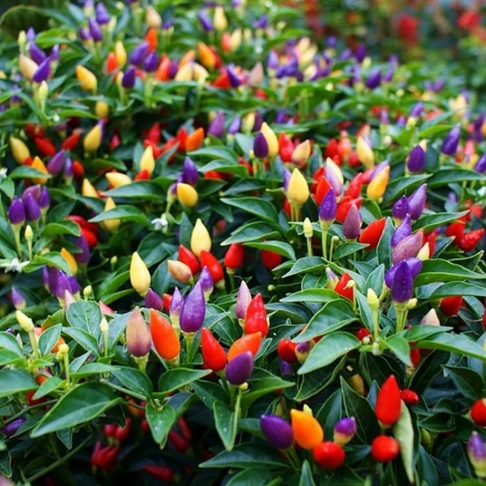 Hạt Giống Ớt Ngũ Sắc