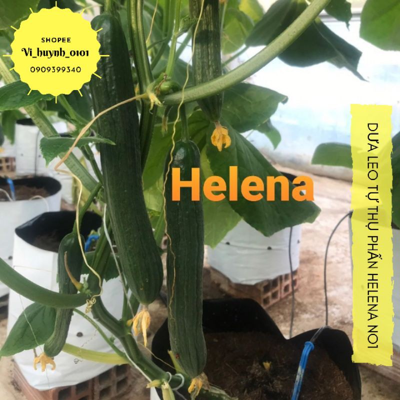 [HCM]Gói 10 Hạt Dưa Leo Trinh Sinh Tự Thụ Phấn Helena No1 Giống Đồng Tâm Siêu Giòn Ngọt Đặc Ruột Chịu Nhiệt Rất Tốt
