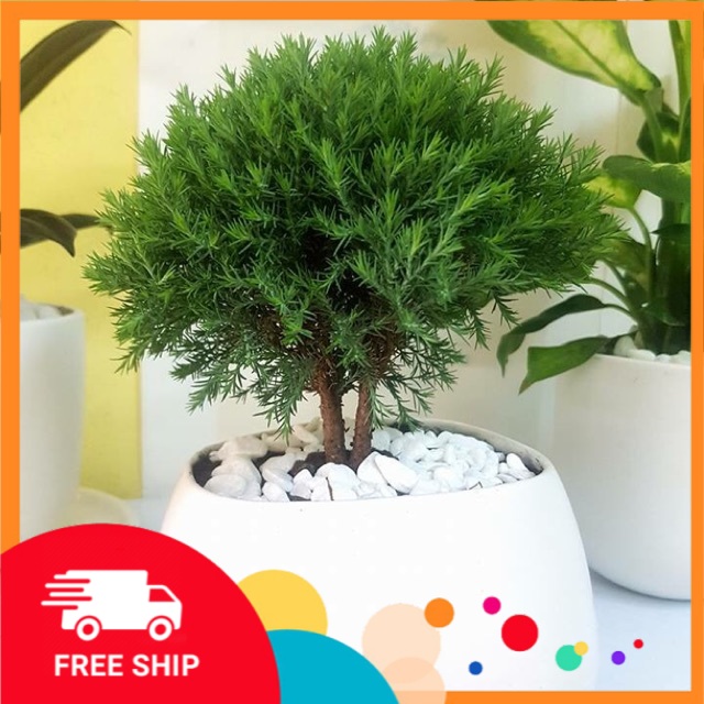 Cây tùng bồng lai, Tùng bồng lai bon sai giống mới cam kết chất lượng