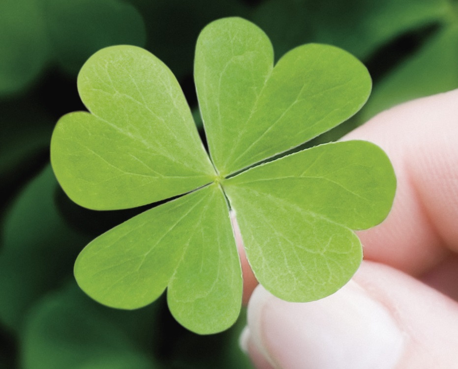 Combo 2 gói hạt giống cỏ 4 lá