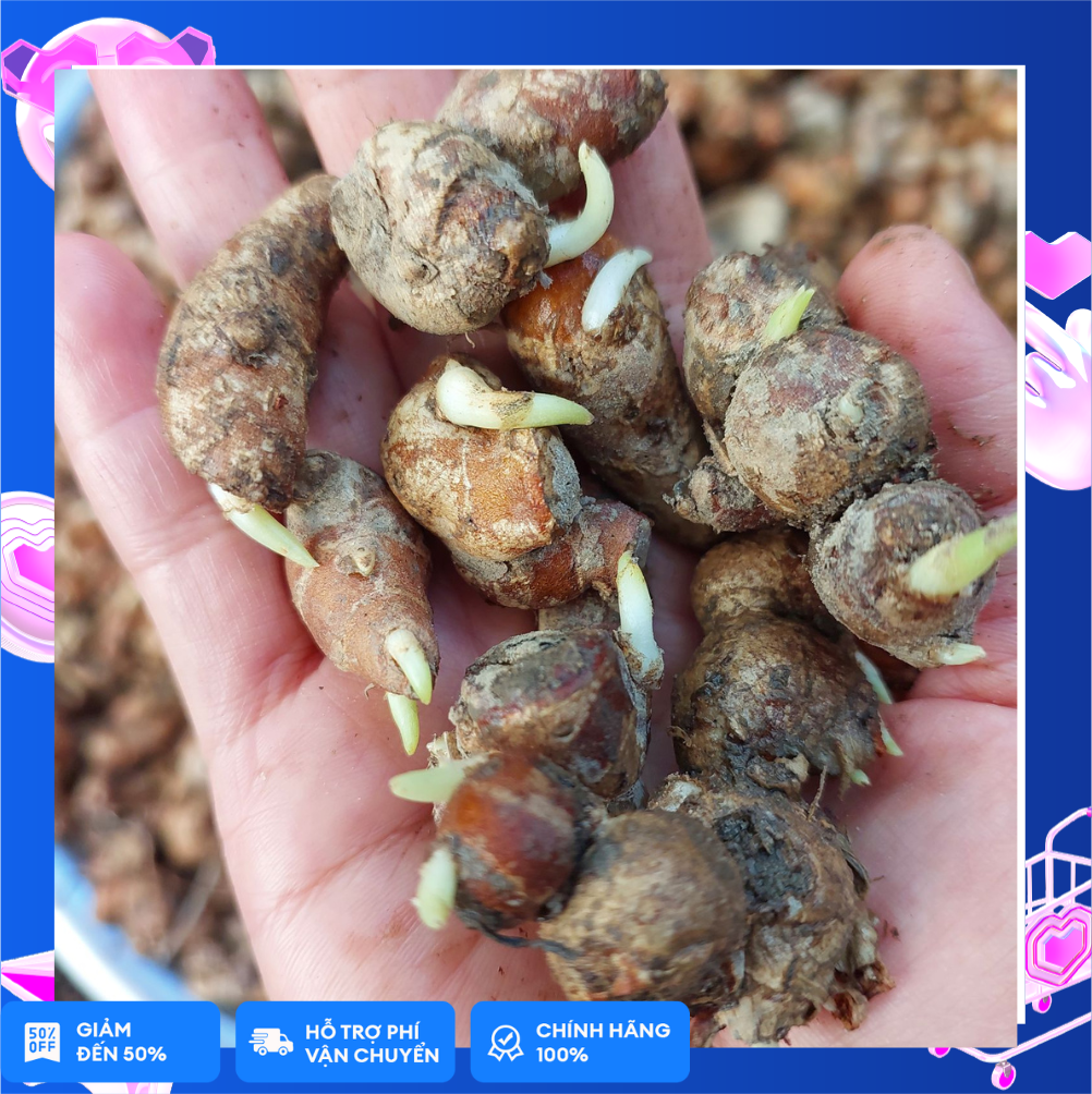 Củ xá kén/xá kiếng/địa liền nhỏ nảy mầm 500g