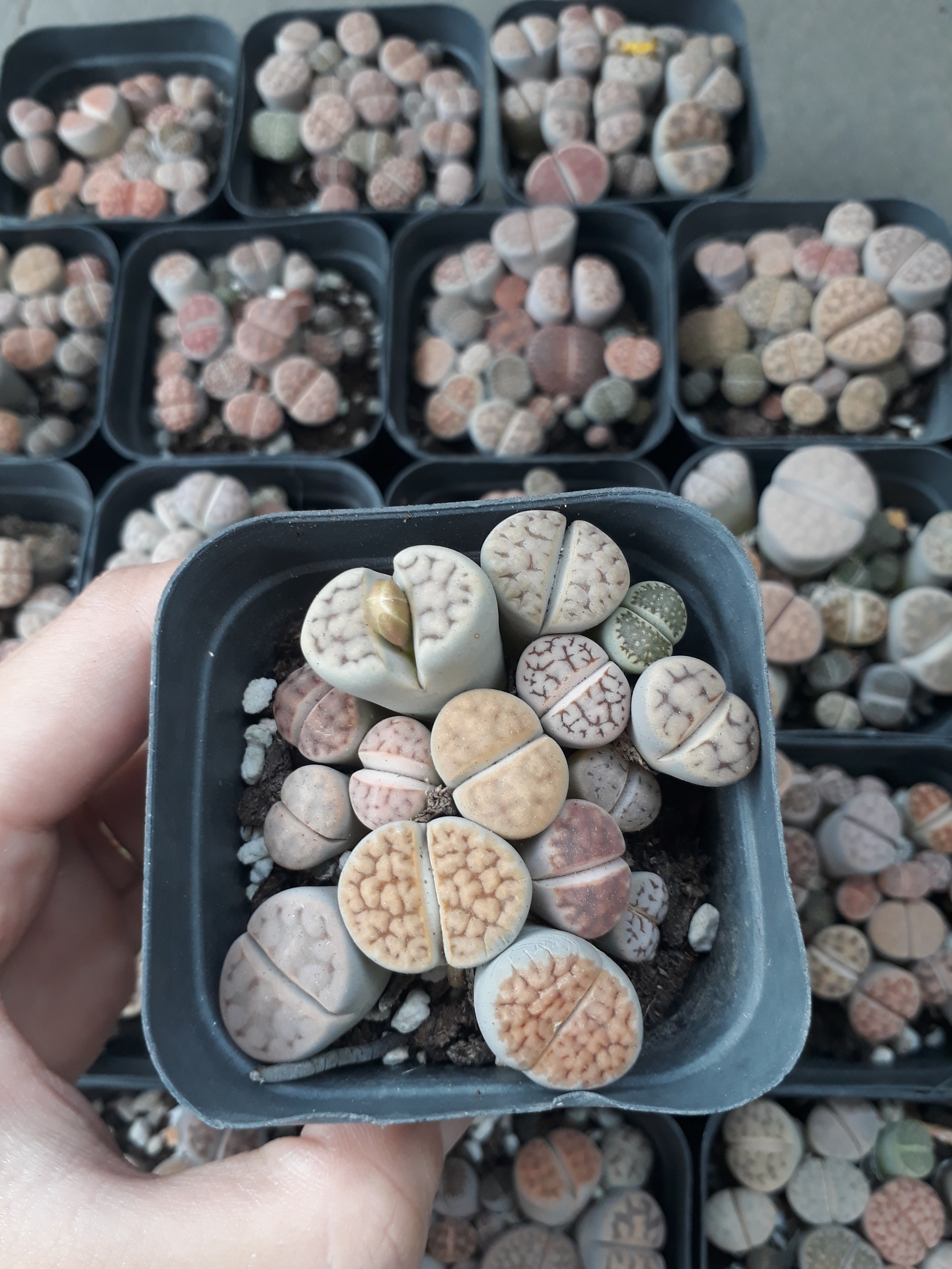Sen Mông Đủ Màu Chậu Vuông 6.5cm (Sen Mông/Lithops/Thạch Lan)