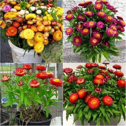 Cúc bất tử mix màu- gói 200 hạt