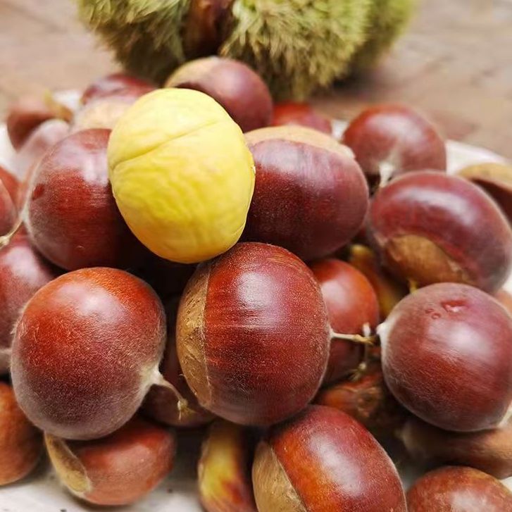 [Hạt DẺ tươi 1kg có khứa sẵn] 1kg HẠT DẺ  TO NGON ĐẢM BẢO HÀNH CHẤT LƯỢNG. Hạt Dẻ tươi chế biến các món ăn như nấu canh... shop bách hóa hạt dinh dưỡng - Đồ ăn vặt