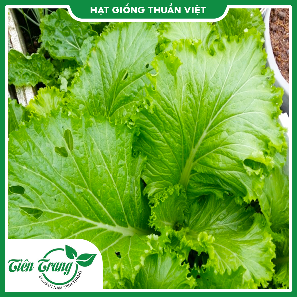 Hạt giống cải bẹ vàng tn