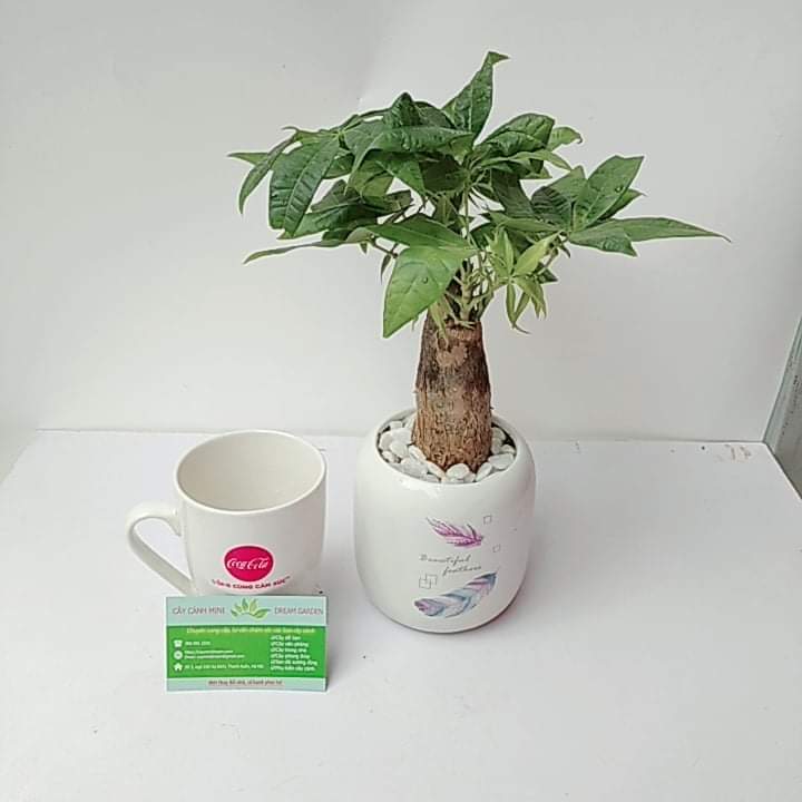 Cây Kim Ngân Để Bàn Kèm Chậu Sứ