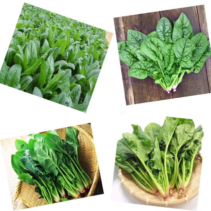 Gói 20 Gam Hạt Giống Cải Bó Xôi Chịu Nhiệt F1