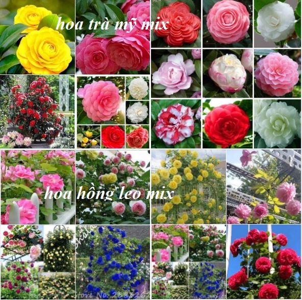 COMBO Hạt giống hoa ( trà my nhật +hồng leo pháp mix + 1 atonik + 10 viên nén xưa dừa ươm hạt )