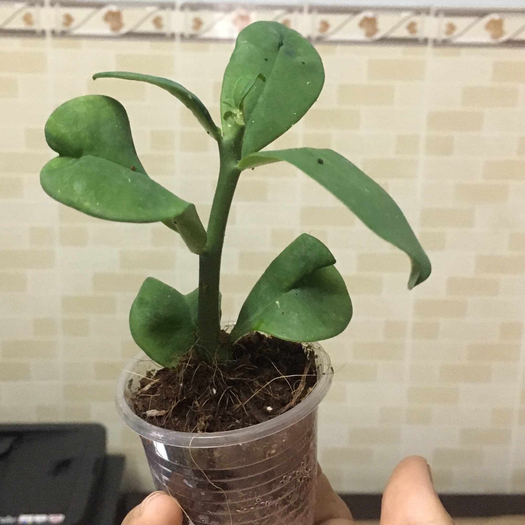 1 cây thạch anh, tặng 50gram phân npk 20-20-15. Hỗ trợ điều trị ung thư phổi, viêm xoang, ung thư tử cung...