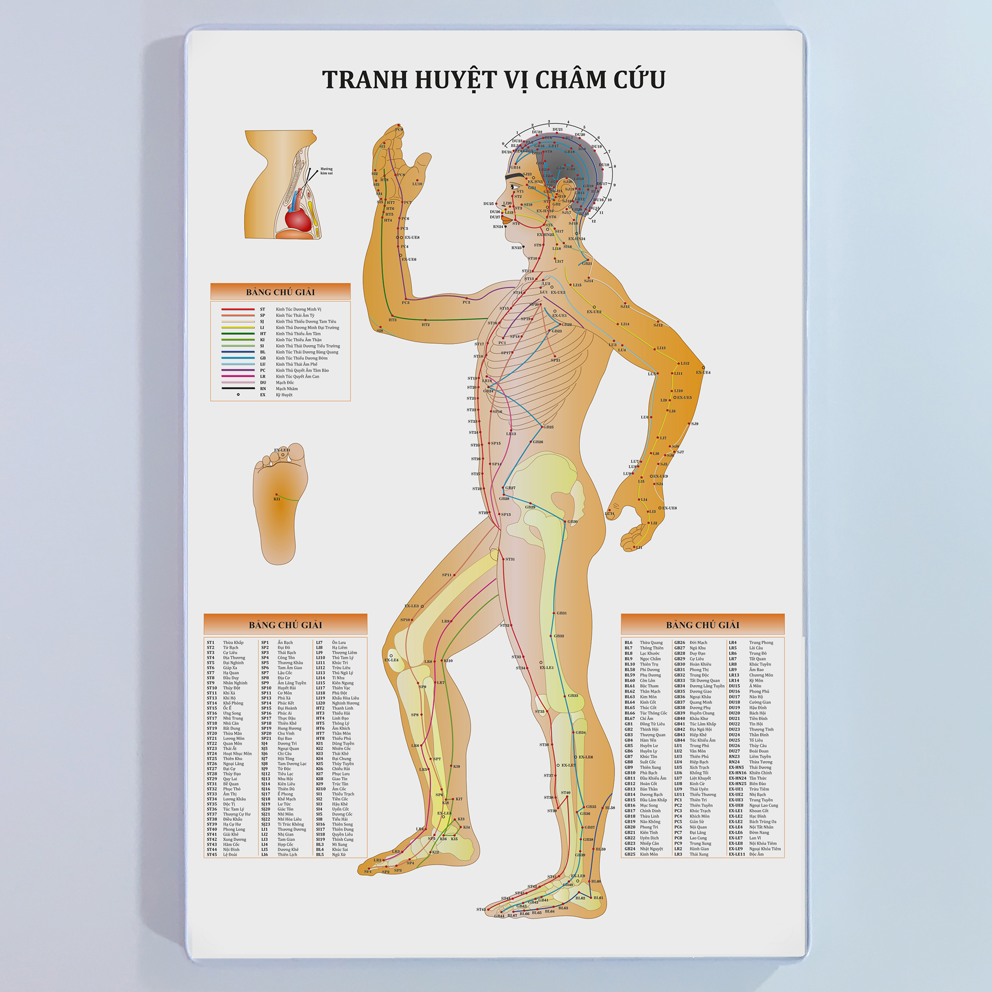 Tranh huyệt vị châm cứu - Mặt bên. 40x60cm. Ép gỗ phủ mica