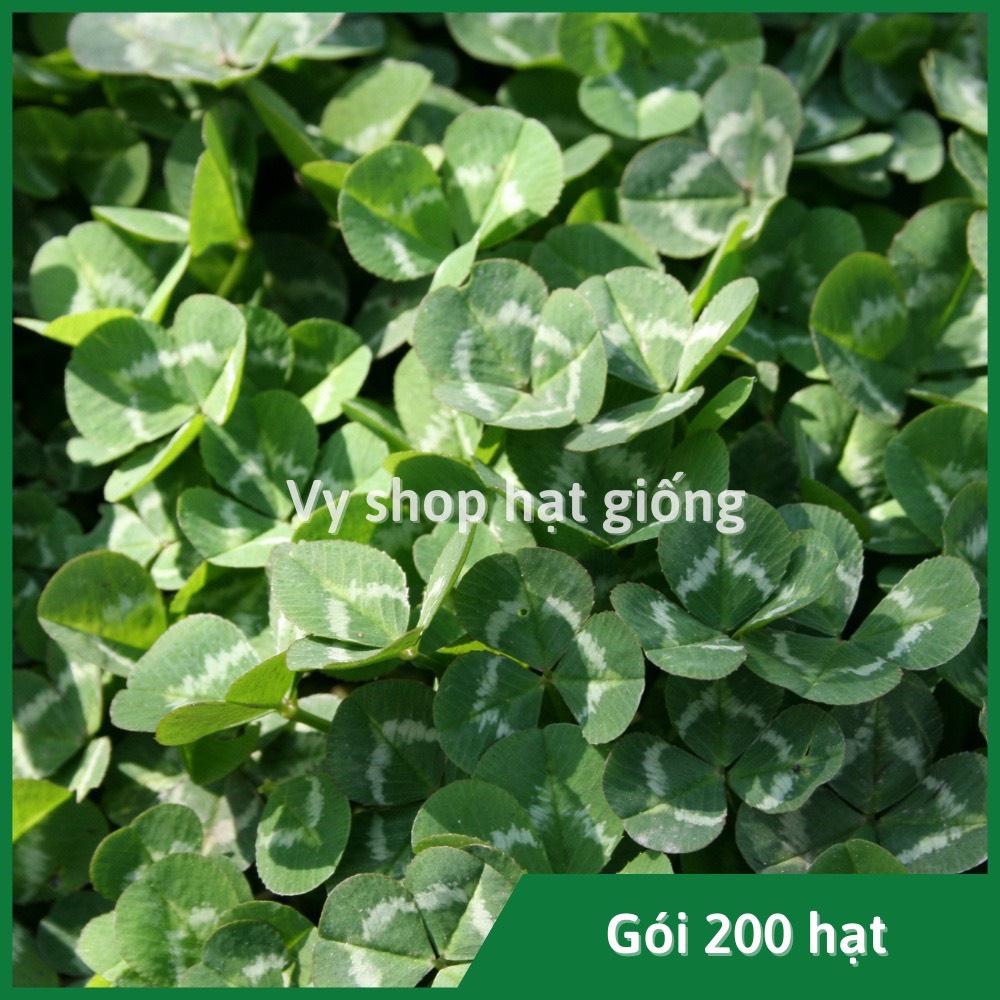 Hạt giống cỏ ba lá trắng gói 200 hạt