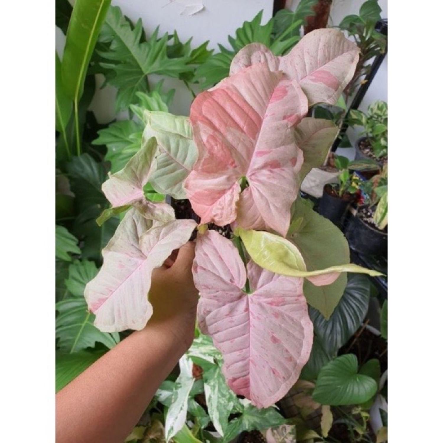 Syngonium pink spot - Trầu bà đốm hồng cực đẹp lạ mắt