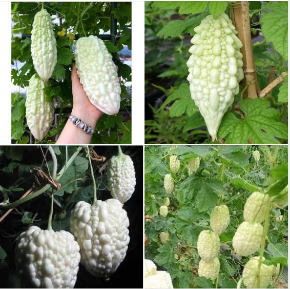 5 Hạt giống khổ qua trắng ,khổ qua bạch tuyết