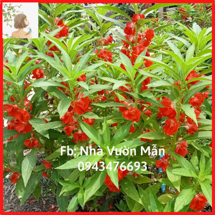 50 hạt giống hoa móng tay