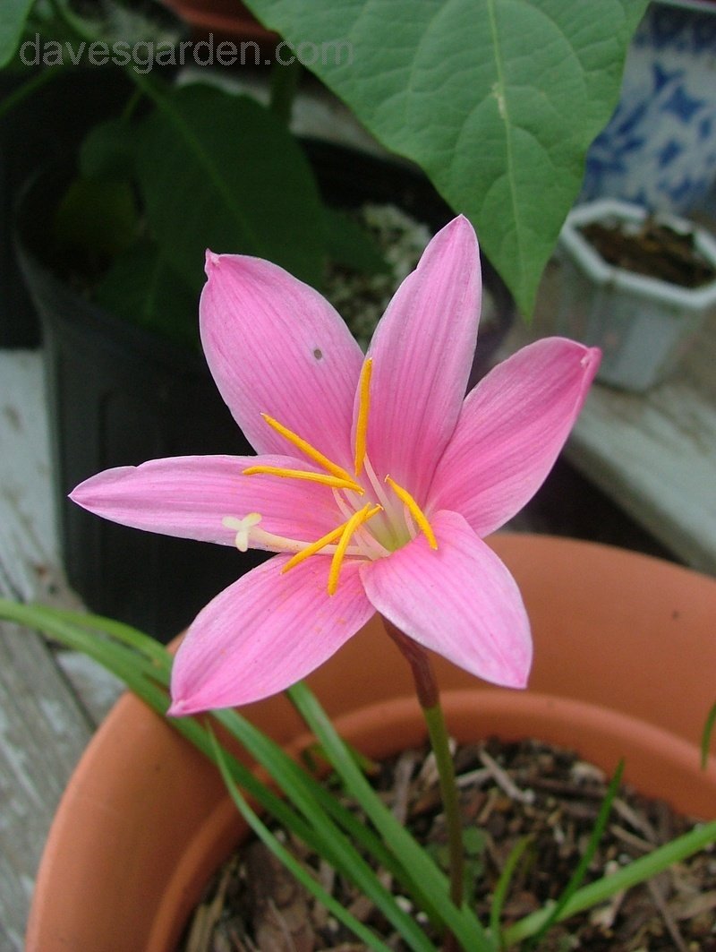 Combo 8 củ hoa huệ mưa kép mix (ko trùng màu ,màu giao ngẫu nhiên)